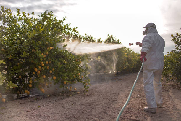 Wasp Removal Services in Silver Grove, KY