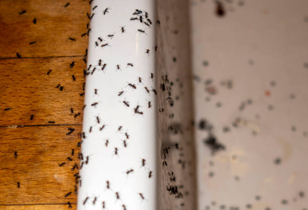 Best Pest Control for Homes  in Silver Grove, KY