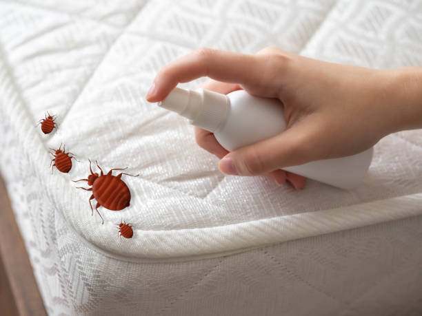 Best Affordable Pest Control Services  in Silver Grove, KY