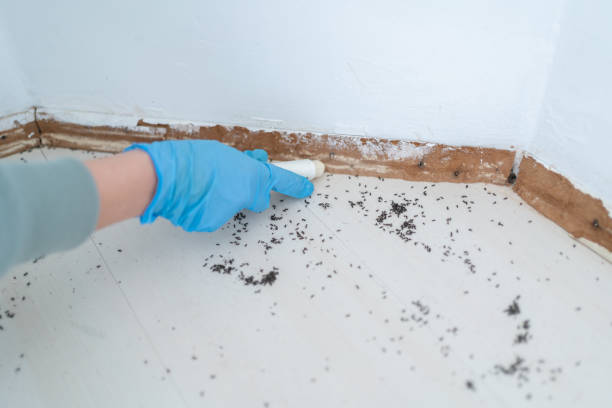 Best Affordable Pest Control Services  in Silver Grove, KY